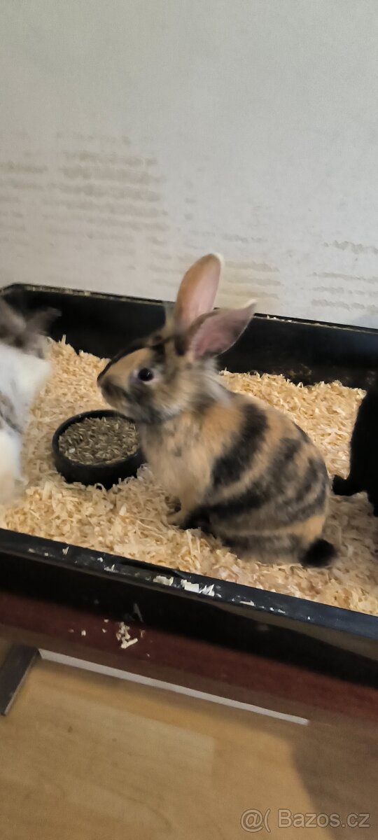 Zakrslý králíček - 2