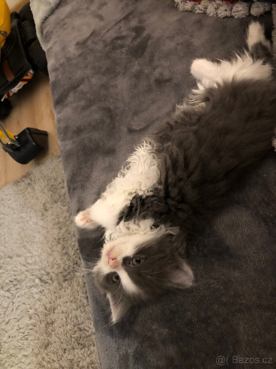 Dlouhosrstý britský kocourek + výbava (Britská) - 2