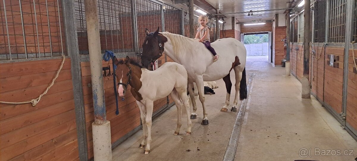 Letošní klisnička APH All around prospect - 2