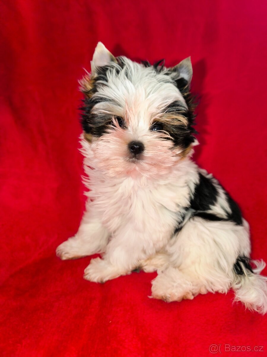 Biewer Yorkshire teriér - 2