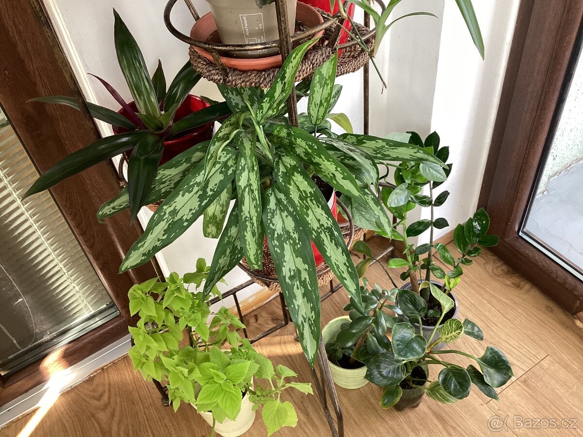 Pokojové kvetiny - 2