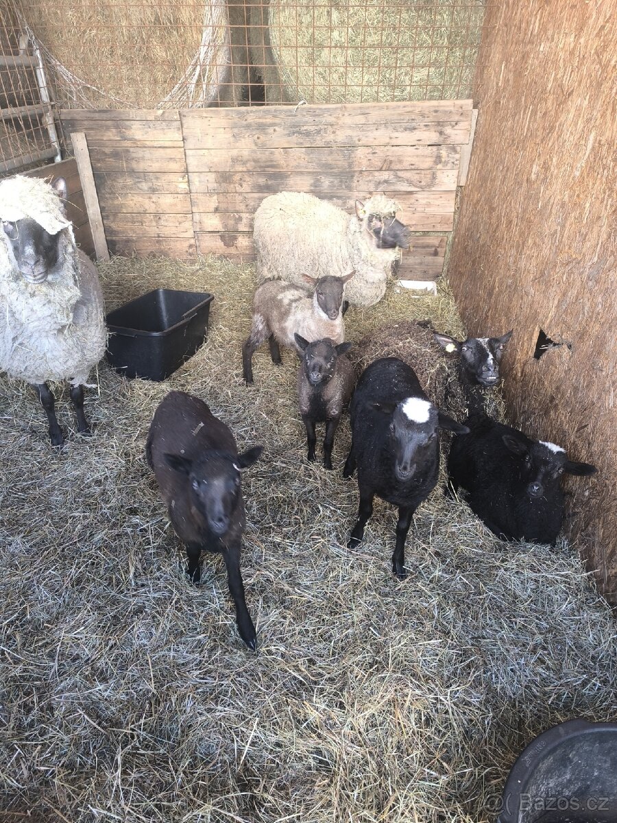Prodám jehňata - 2