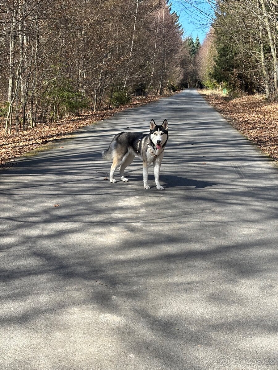 Kříženec Husky - 2