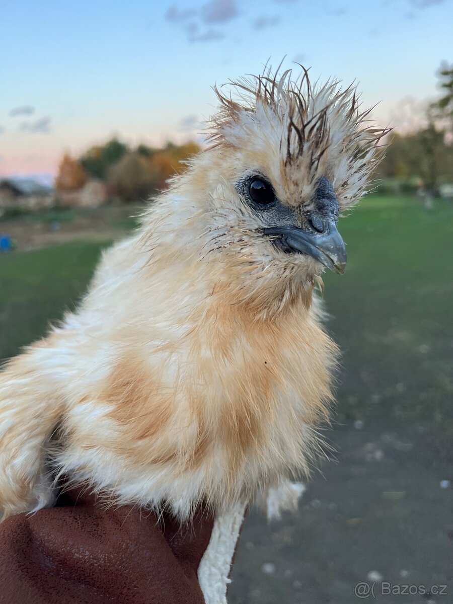 Hedvábničky kohouti - 2