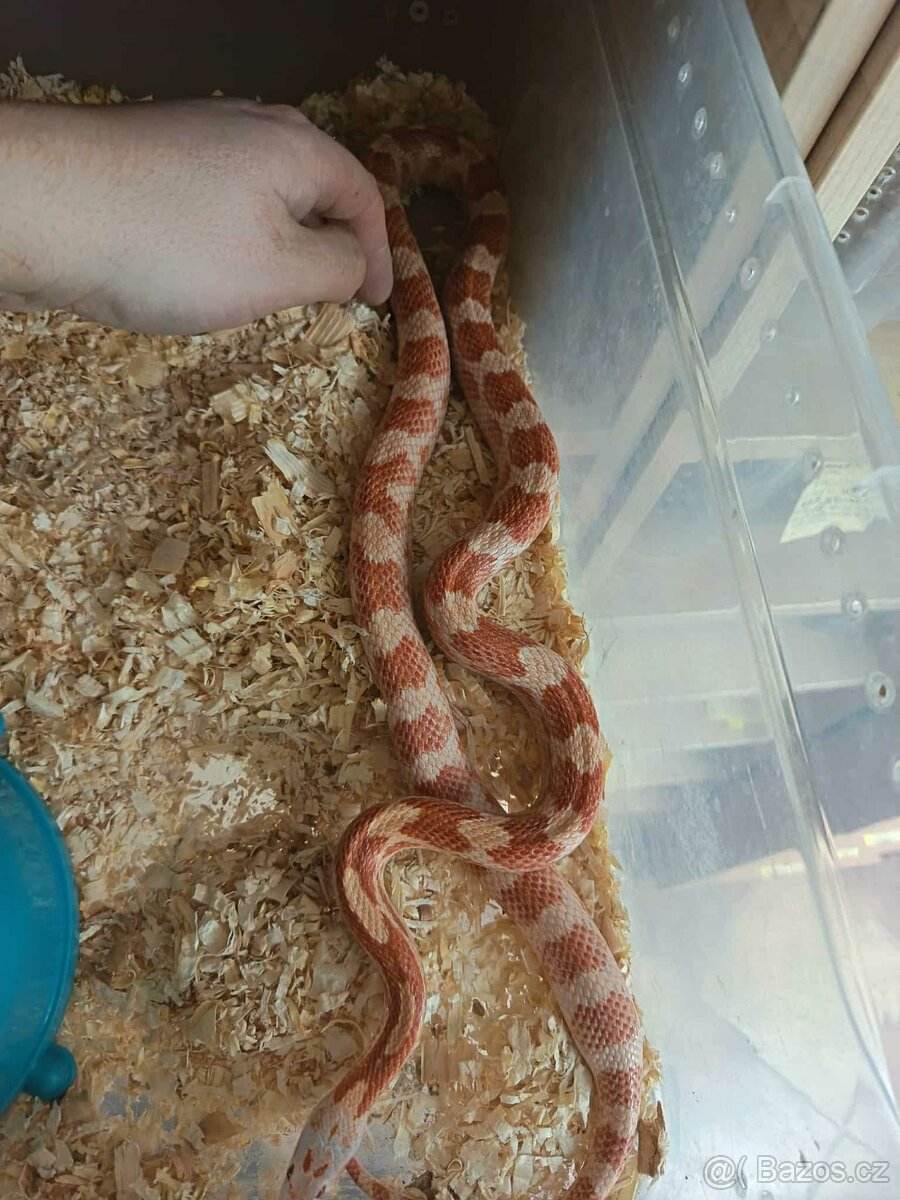 Užovka červená Dospělci Ověření - 2