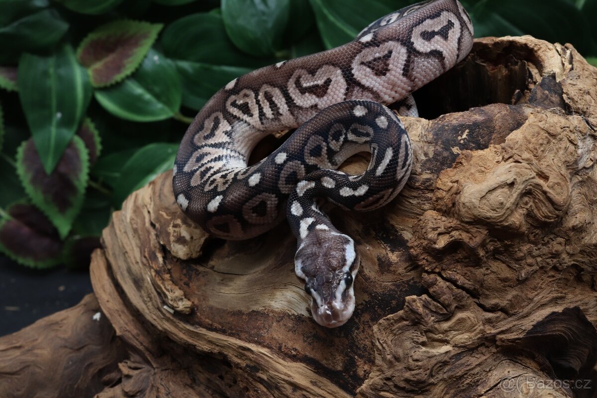 Krajta královská - samec - Black Pewter - 2