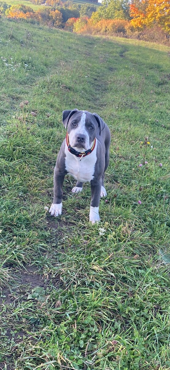 American Bully XL - 2