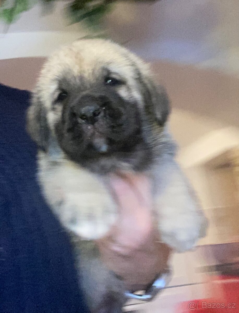 Španělský mastin- nabízíme štěňátka k odběru po 20.lednu - 2