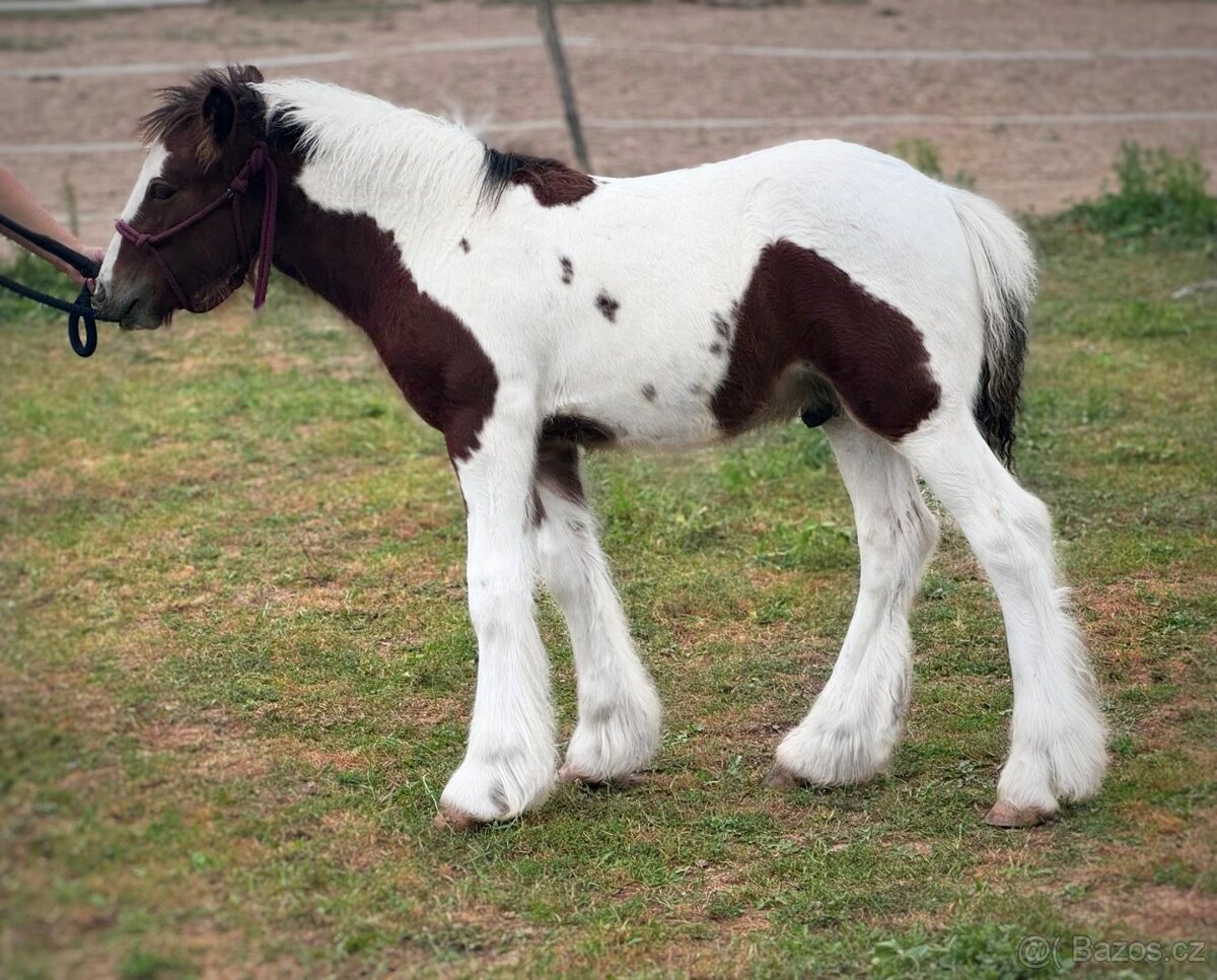 Milionový tříbarevný valášek - 2