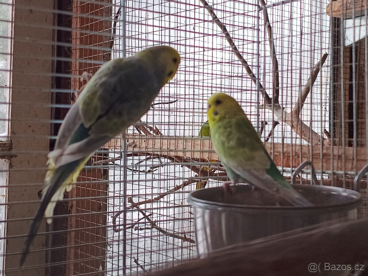 Andulky - 2 samci - 2