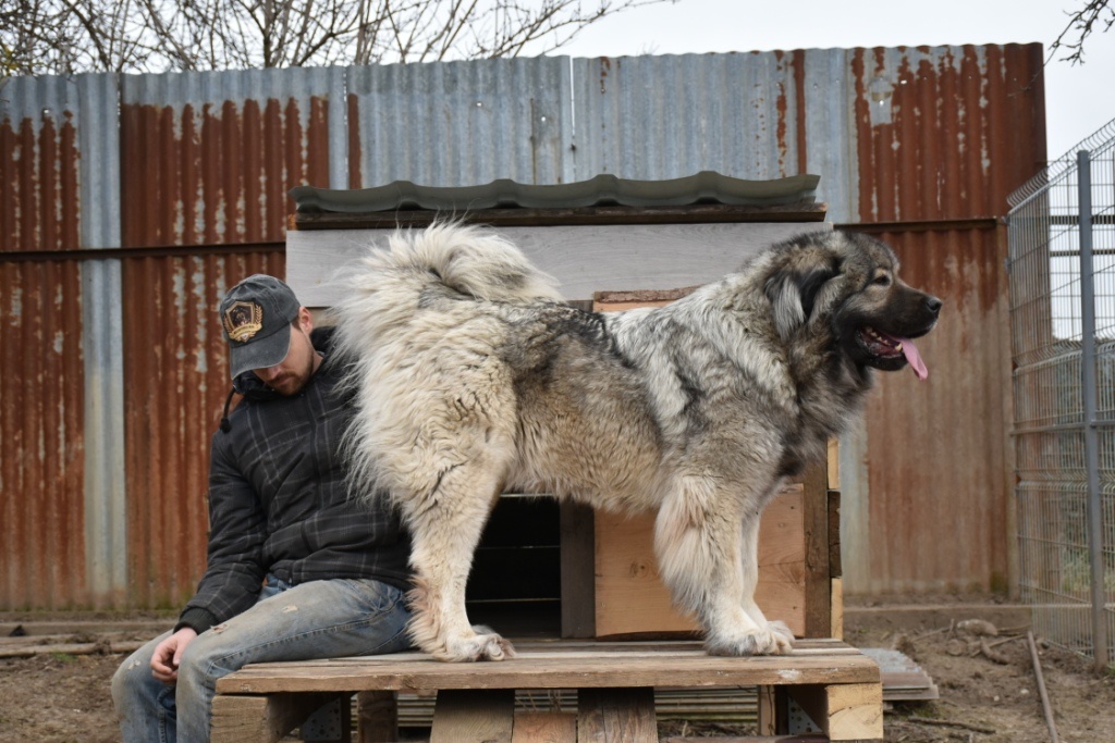 Kavkazský pastevecký pes - 2