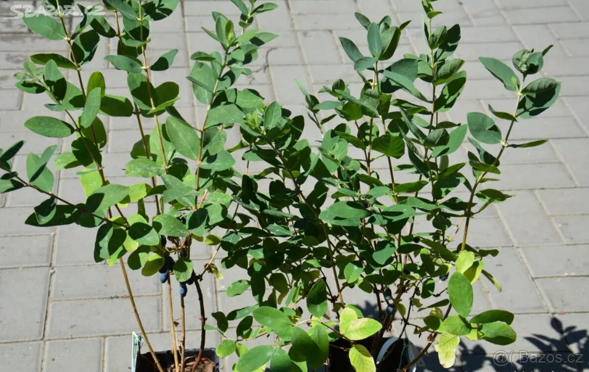 borůvka Kamčatská - 2