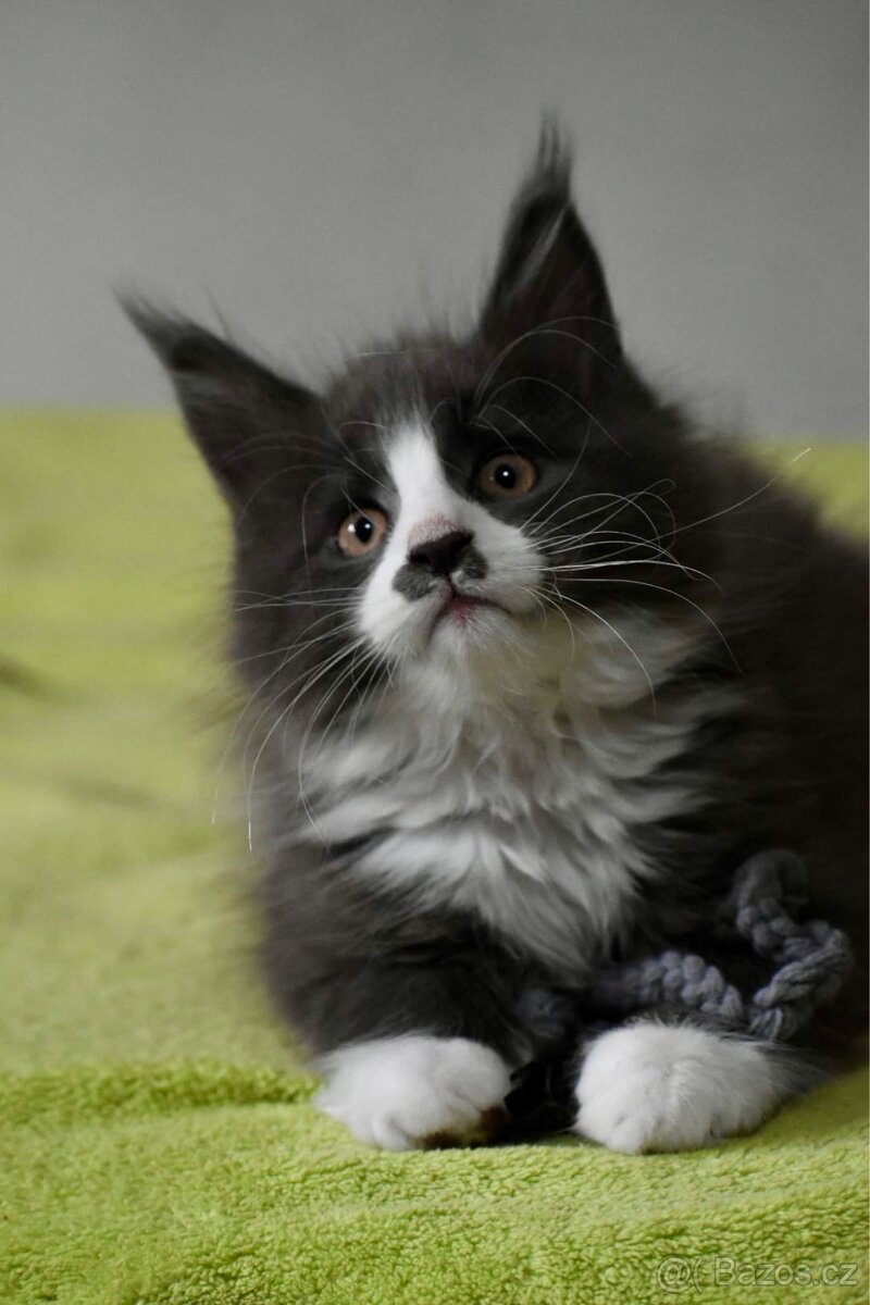 Mainská mývalí s PP - 2