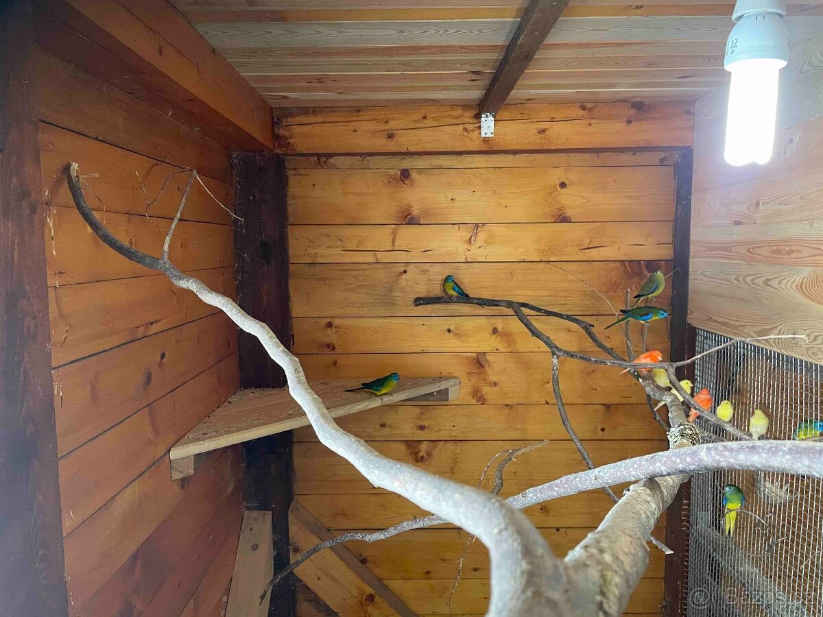 Neoféma tyrkysová přírodní - 2