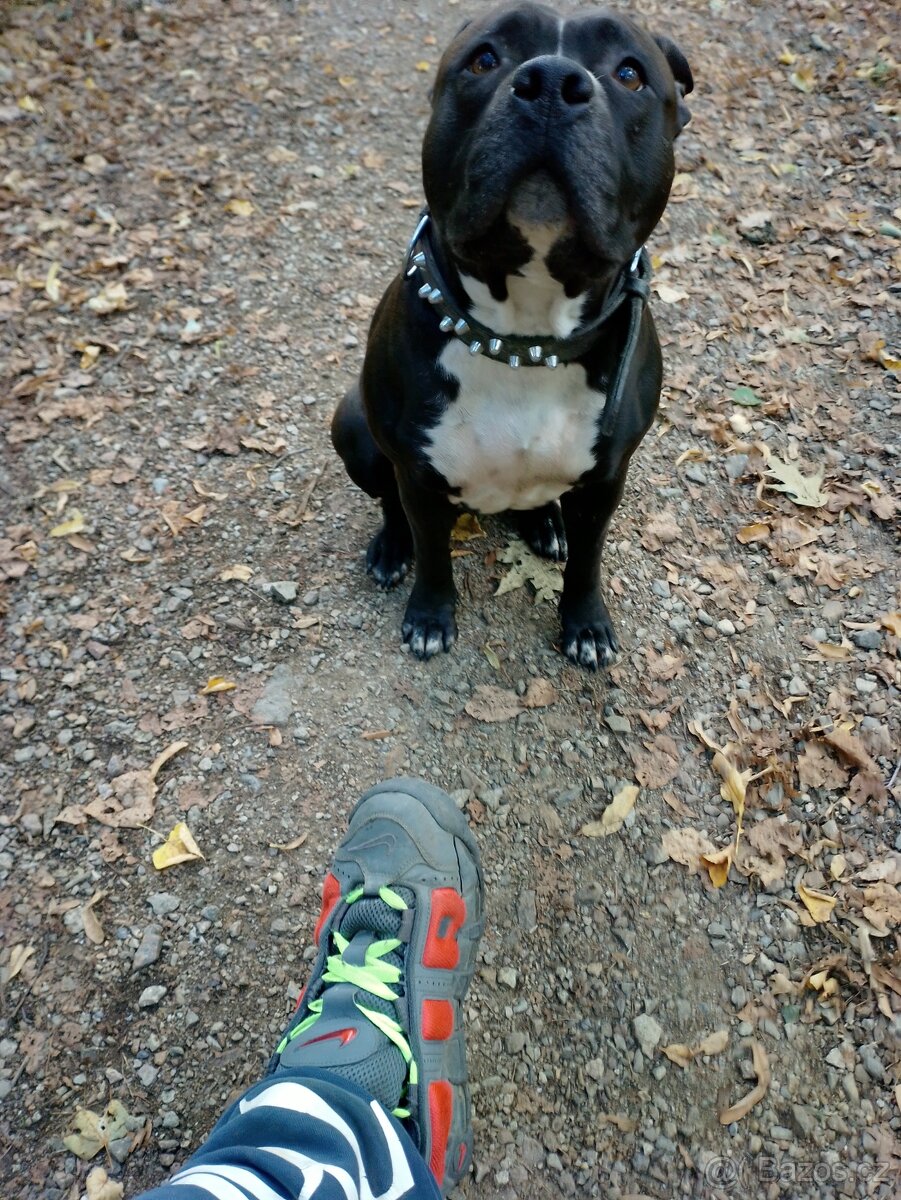 Americký stafordšírský teriér - 2