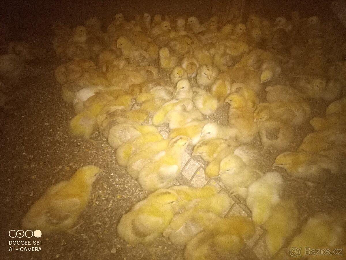 Brojlerová kuřata - 2