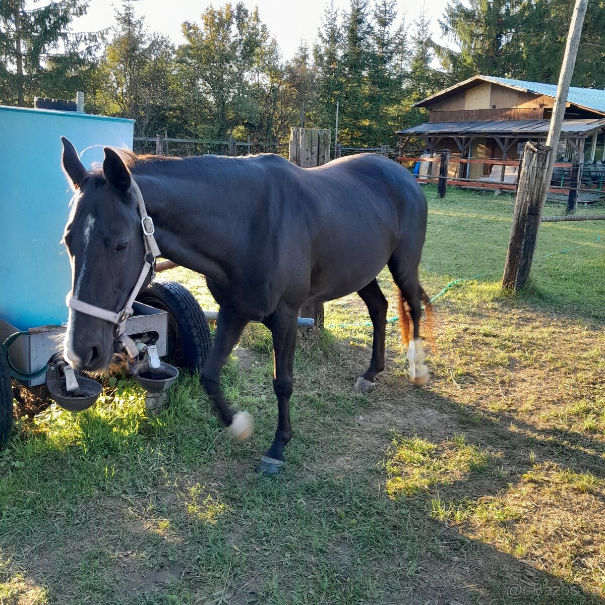 Kobyla Achalteke - 2