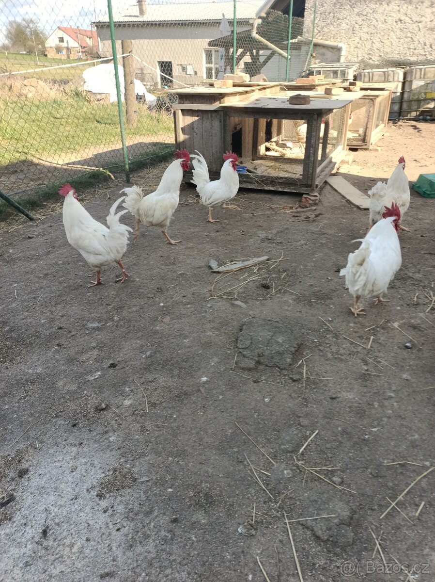 Prodám kohouty - 2