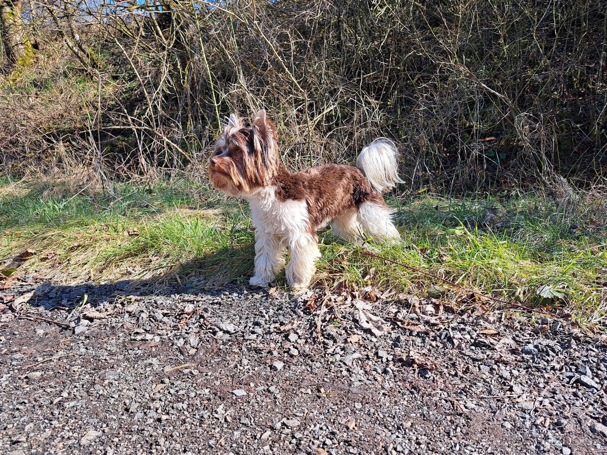 Yorkshire teriér s PP/ krytí - 2