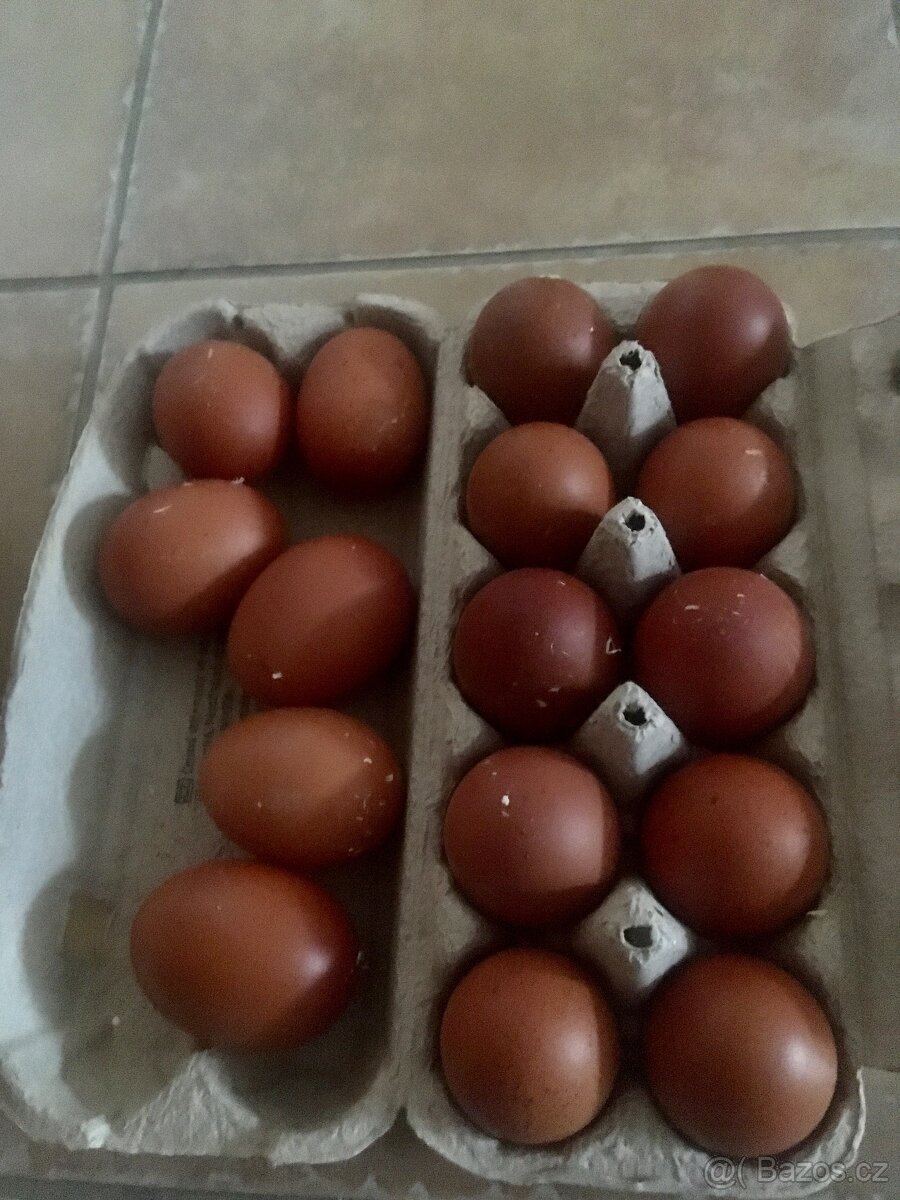 Násadová vejce marans- 25 ks - 2
