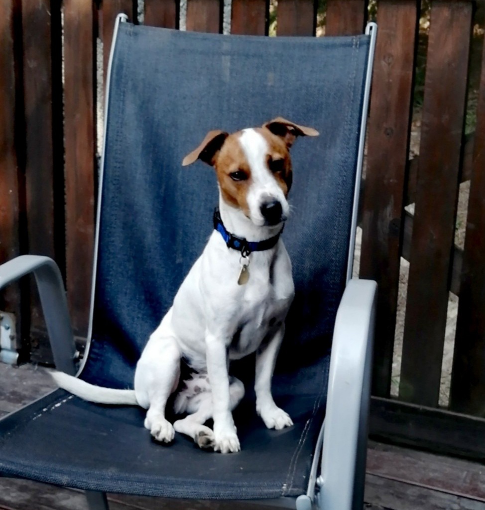 Jack Russell teriér - 2