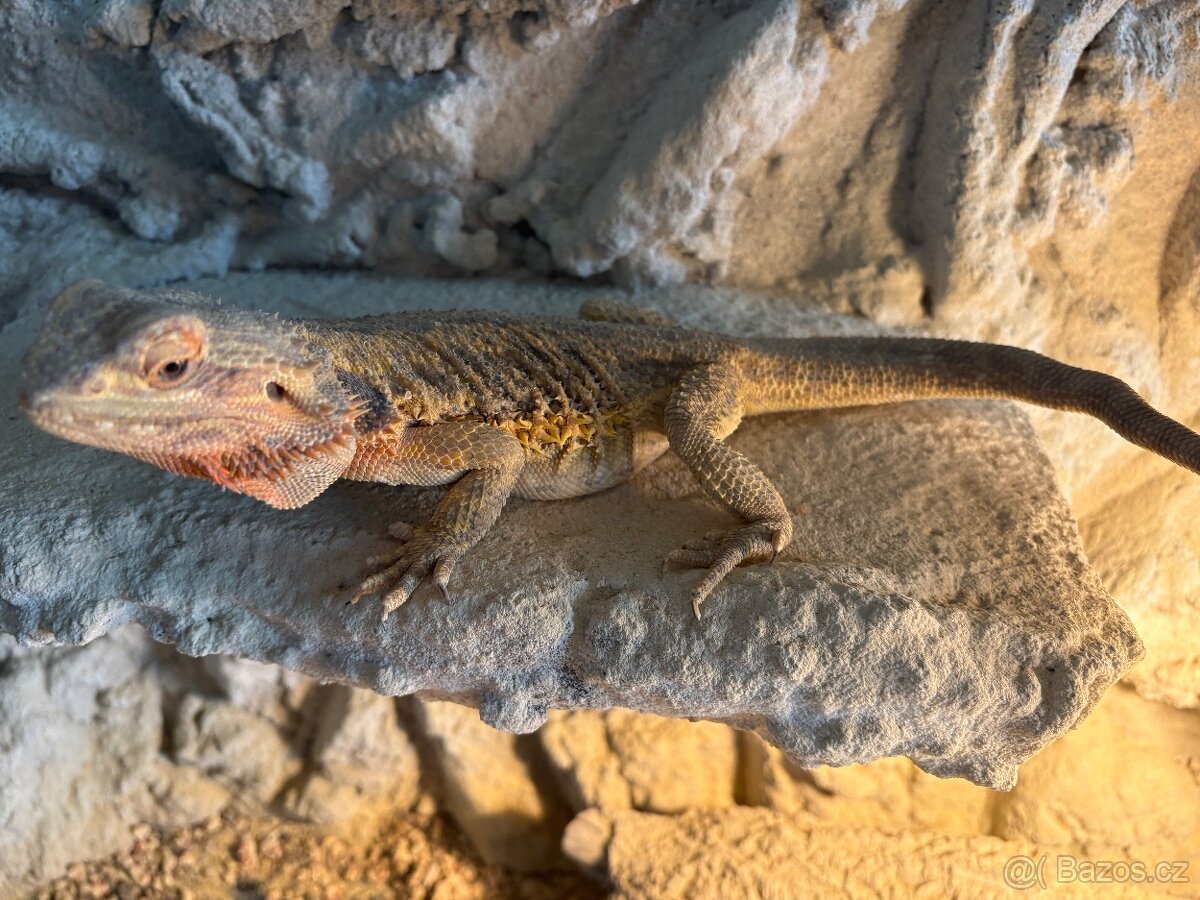 Agama vousatá - 2
