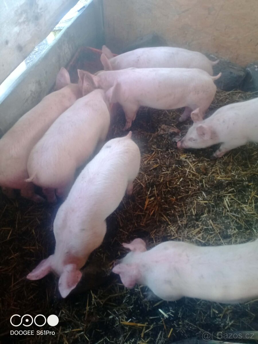 Prodám selata - 2