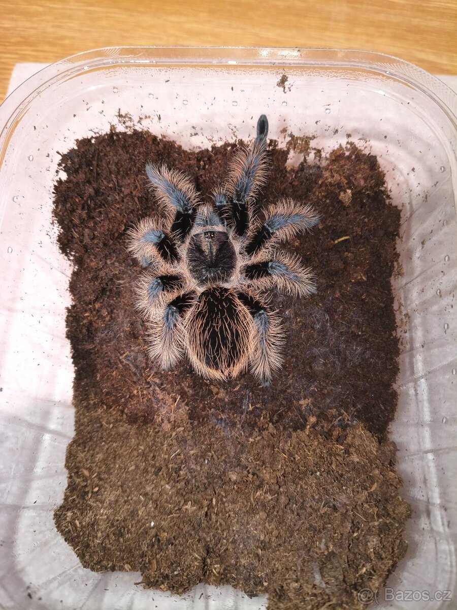 Sklípkani - samci, samice, mláďata - 2