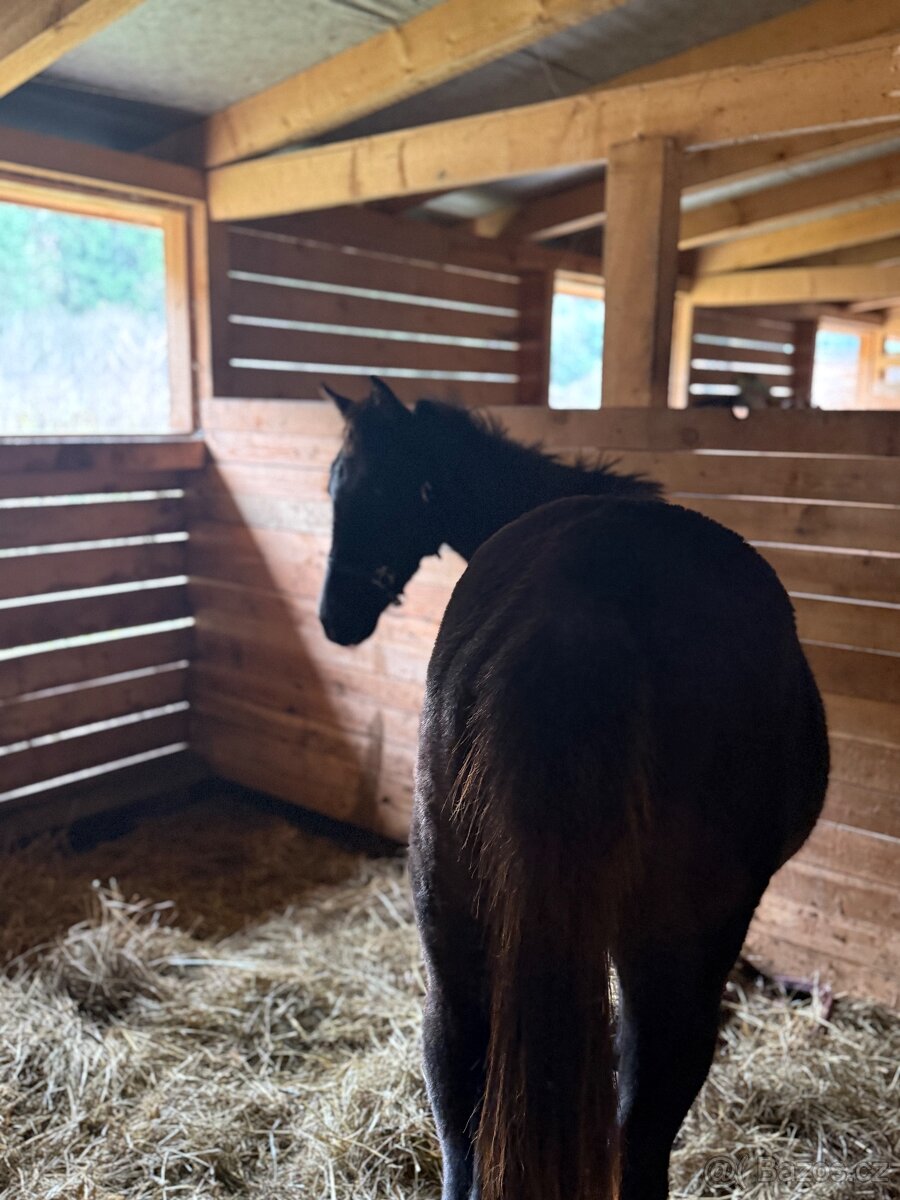 Qhxarab kobylka - pri dovoze do konca týždňa cena 20000 - 2