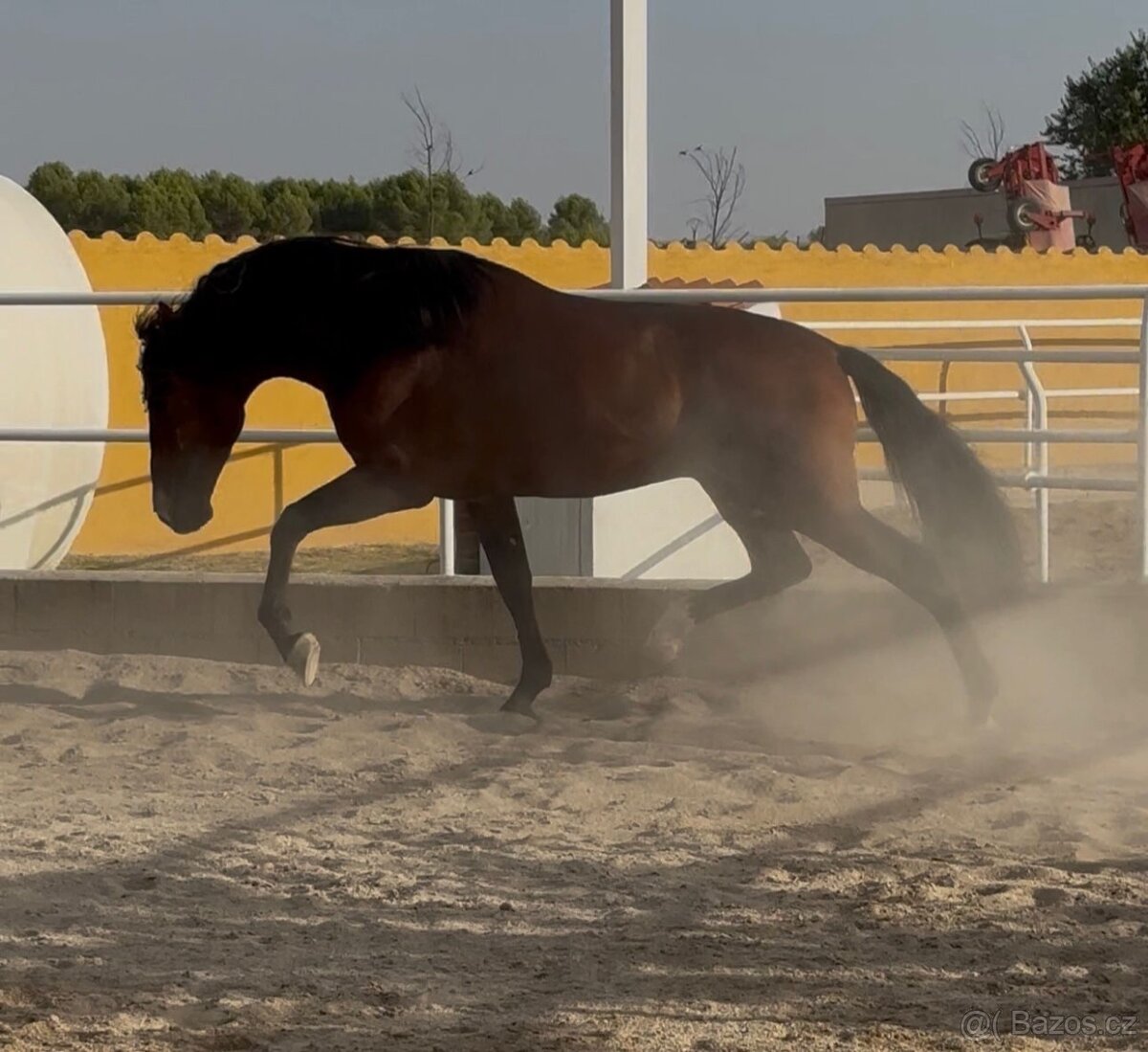 Hřebec Pura Raza Española - 2