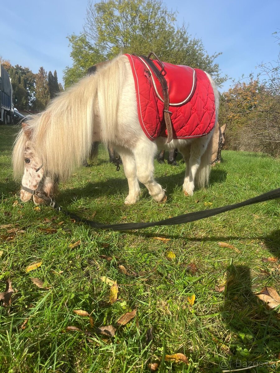 Prodám krásného mini poníka - 2