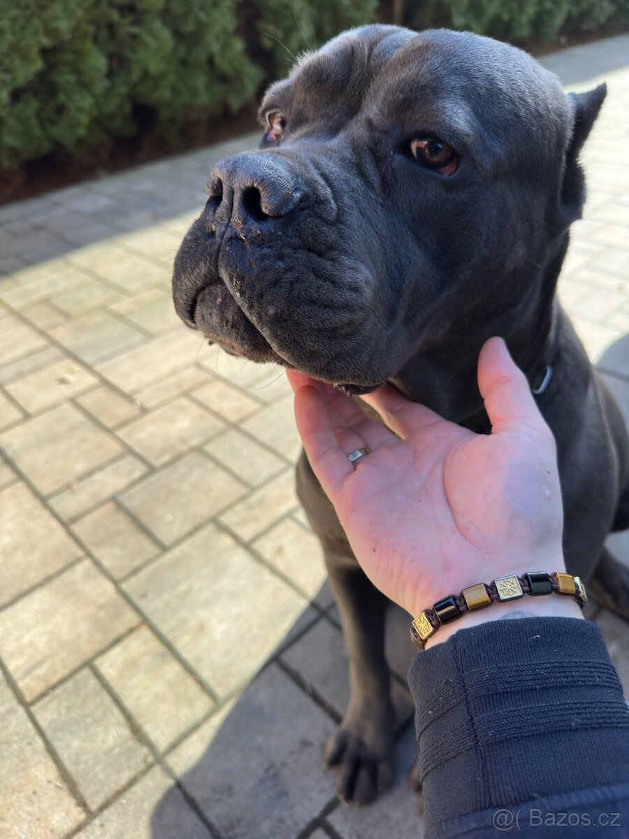Cane corso 1 rok - 2