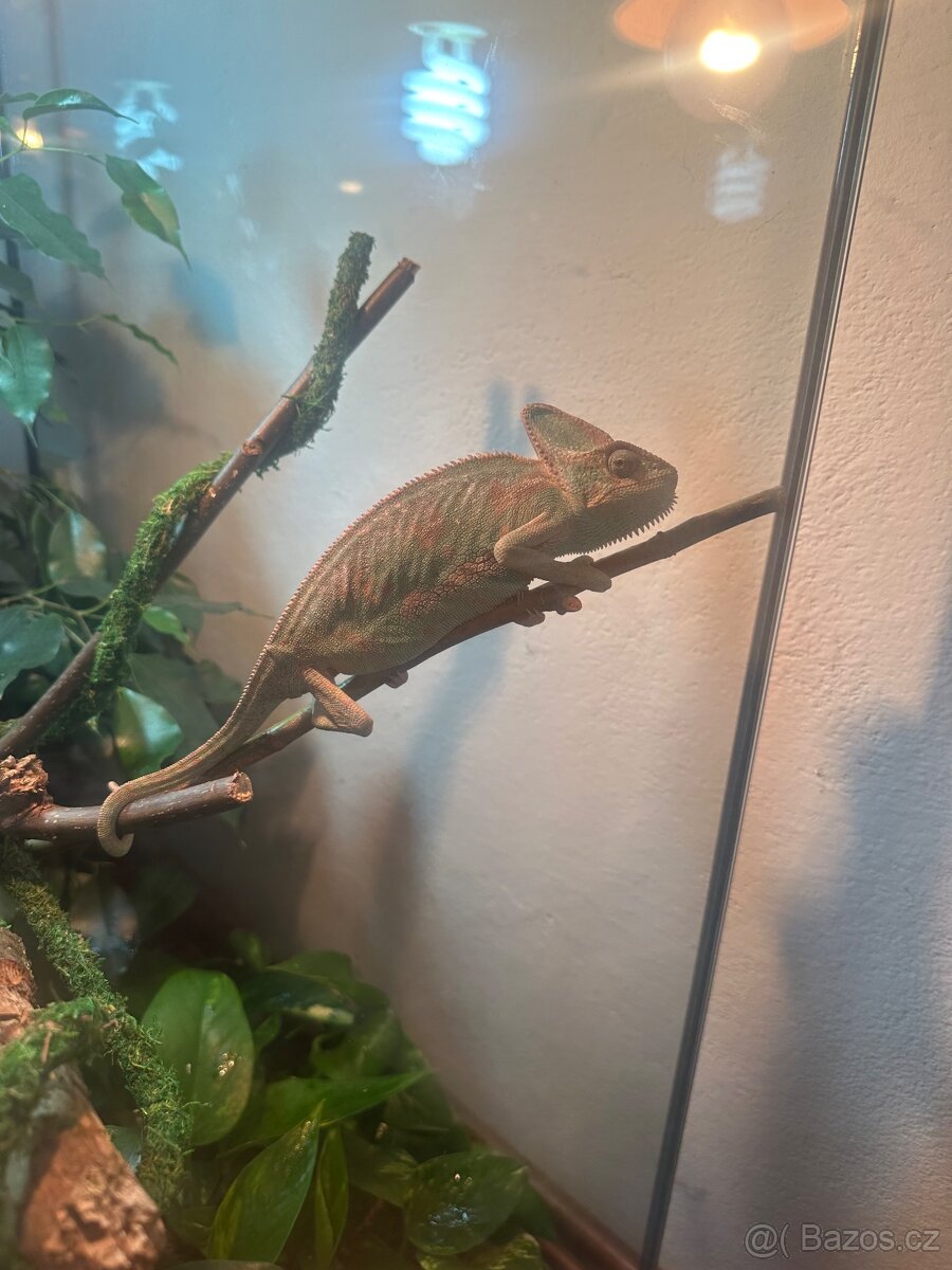 Prodám chameleona jemenského – samičku - 2