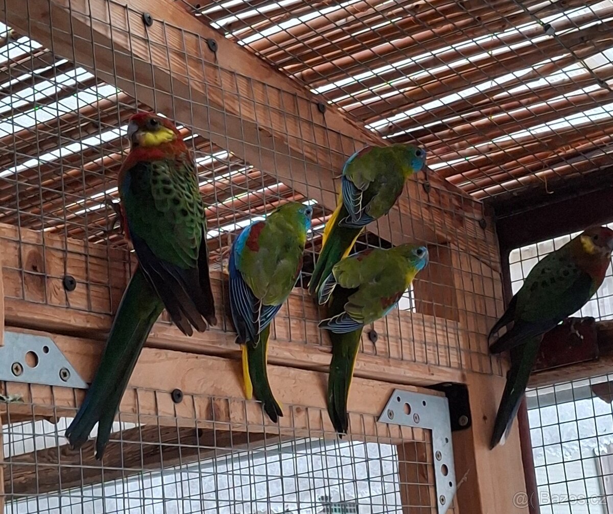 Neoféma tyrkysová - 2