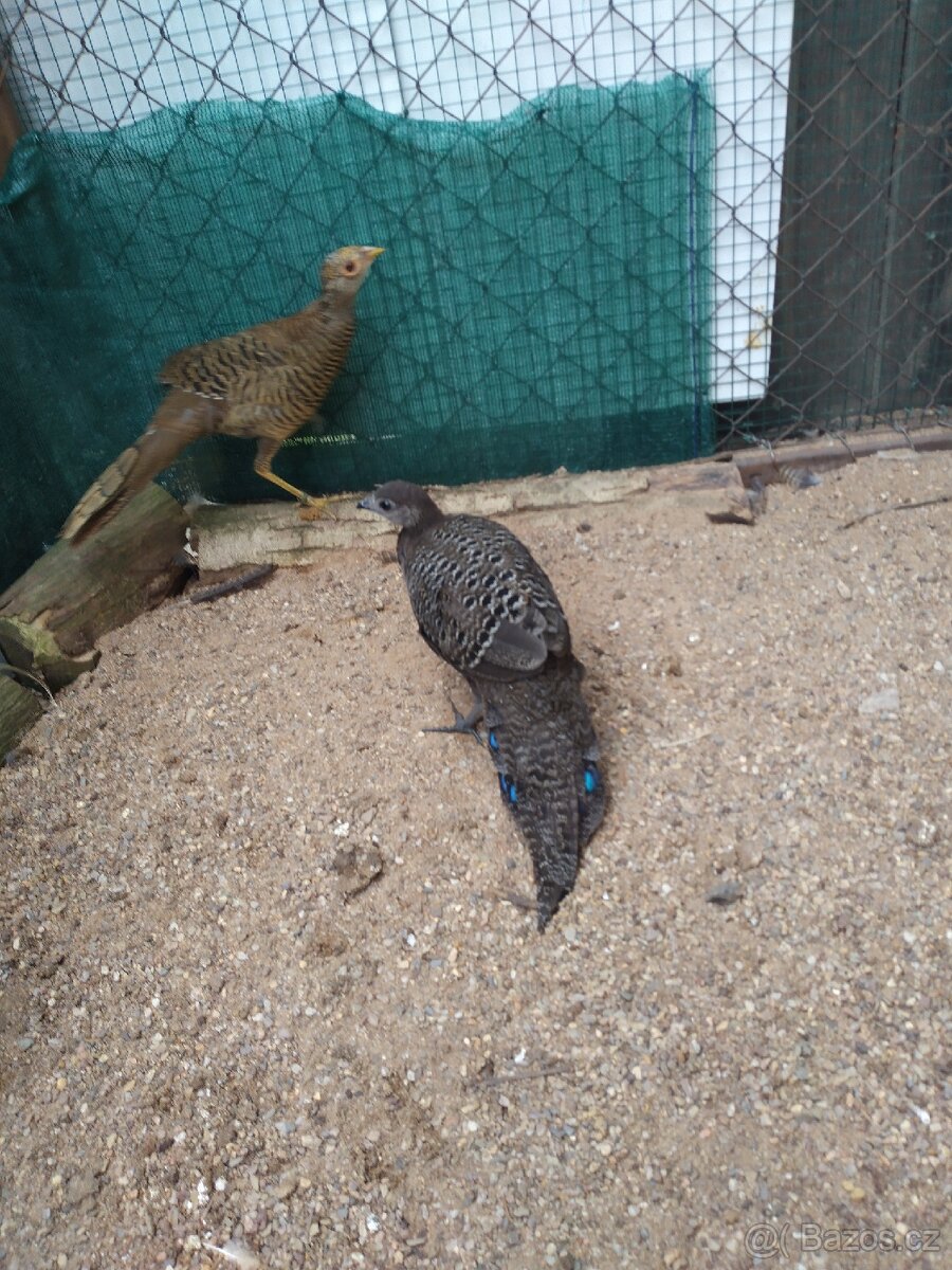 Bažant paví šedý - 2