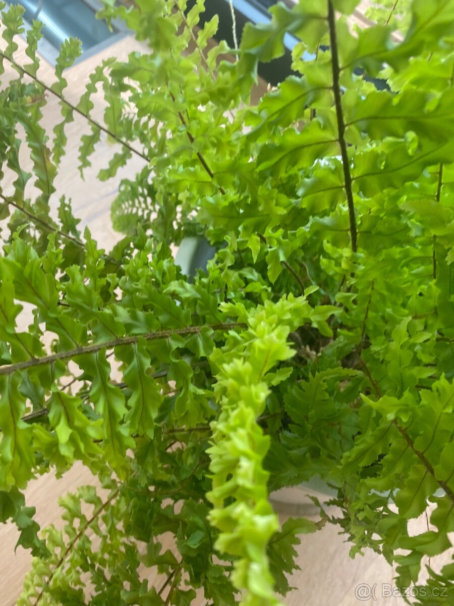 Pokojová kapradina - 2