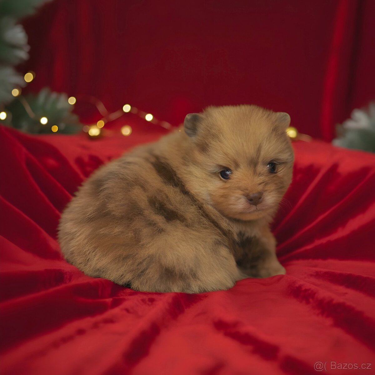 Štěňátka pomeraniana s PP - 2