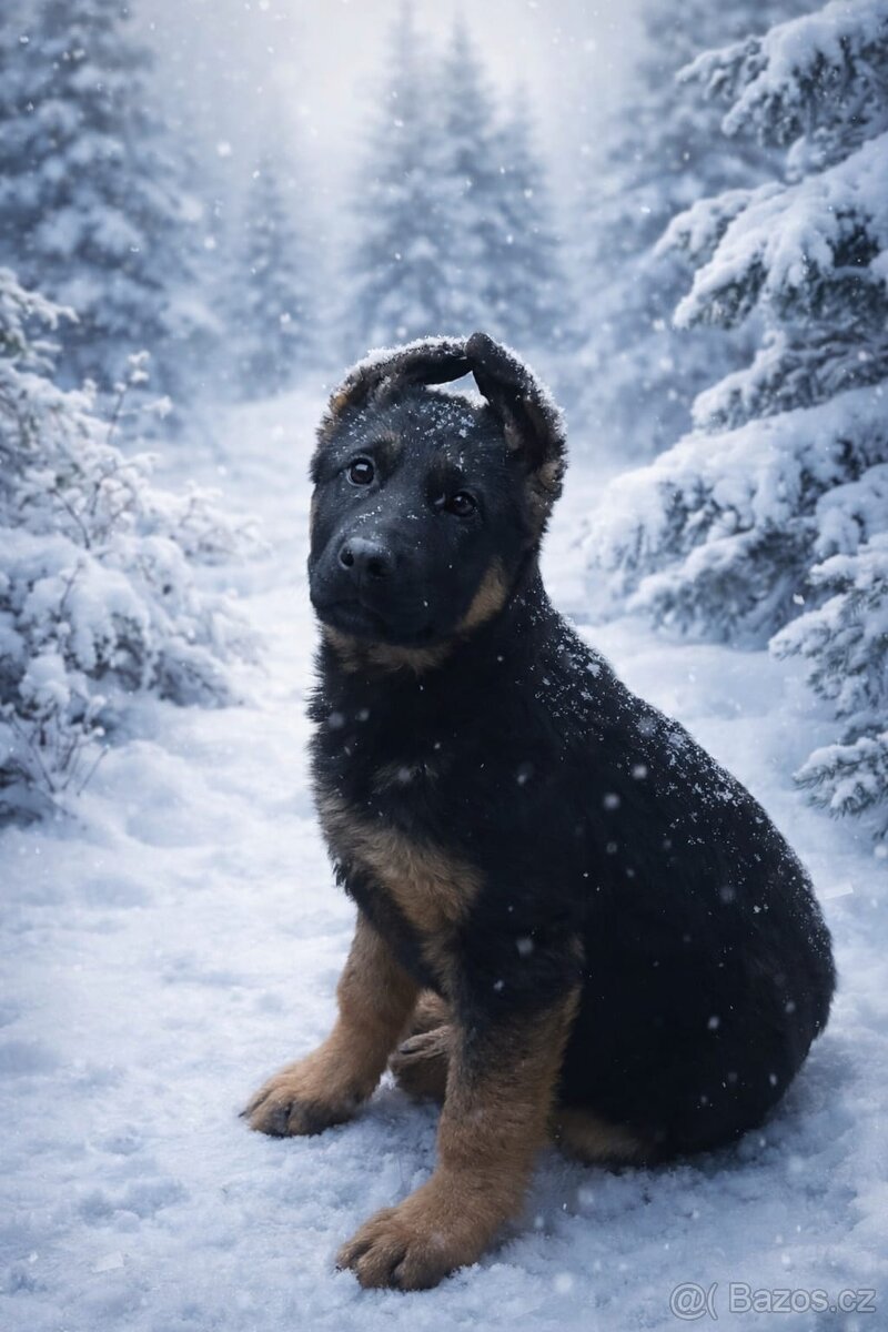 Německý ovčák - 2