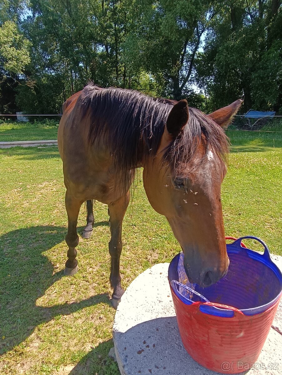 Prodám Amerického klusáka - 2