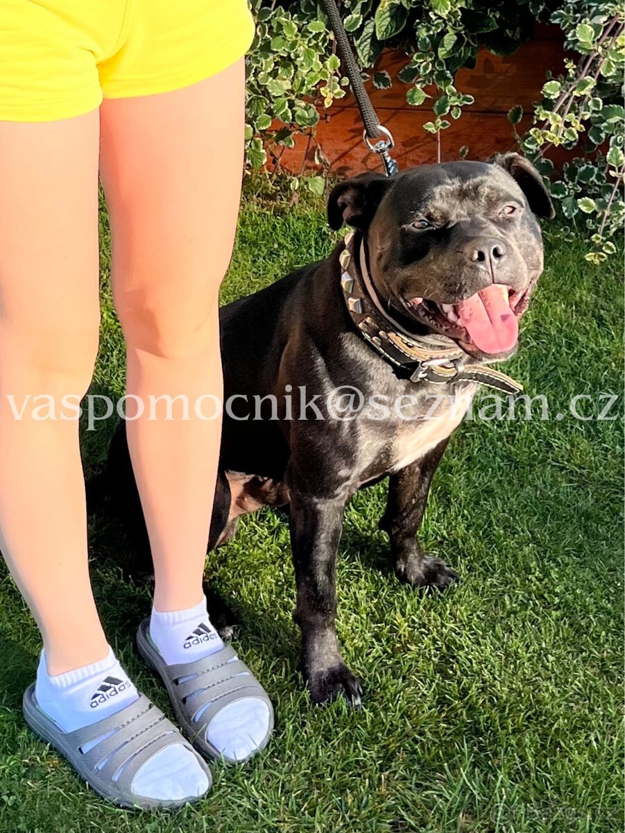 Pitbull ke krytí - 2