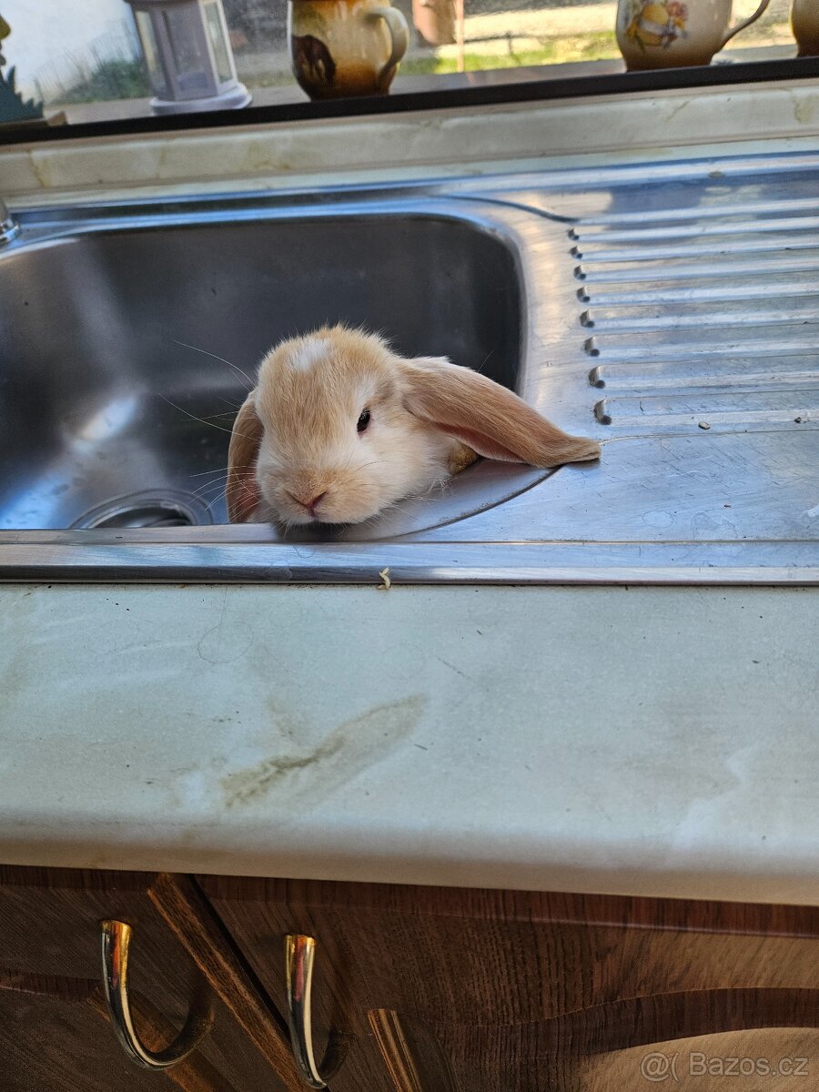 Zakrslý králík - 2
