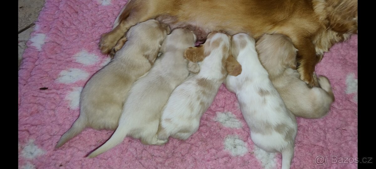 Jezevčík dlouhosrstý trpasličí - 2