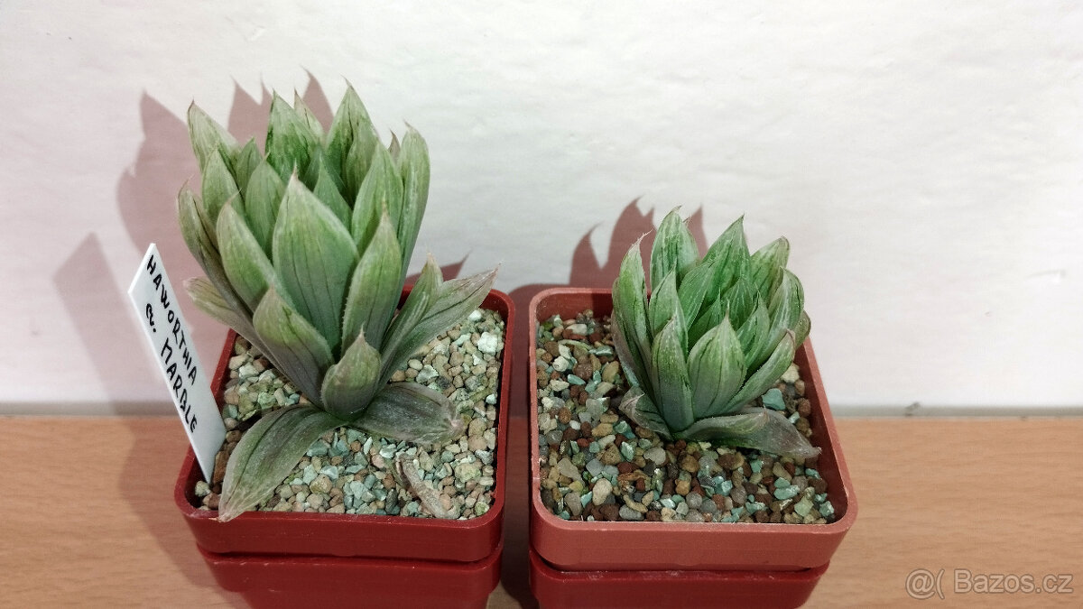 Haworthia cv. Marble ( sukulent ) - 2
