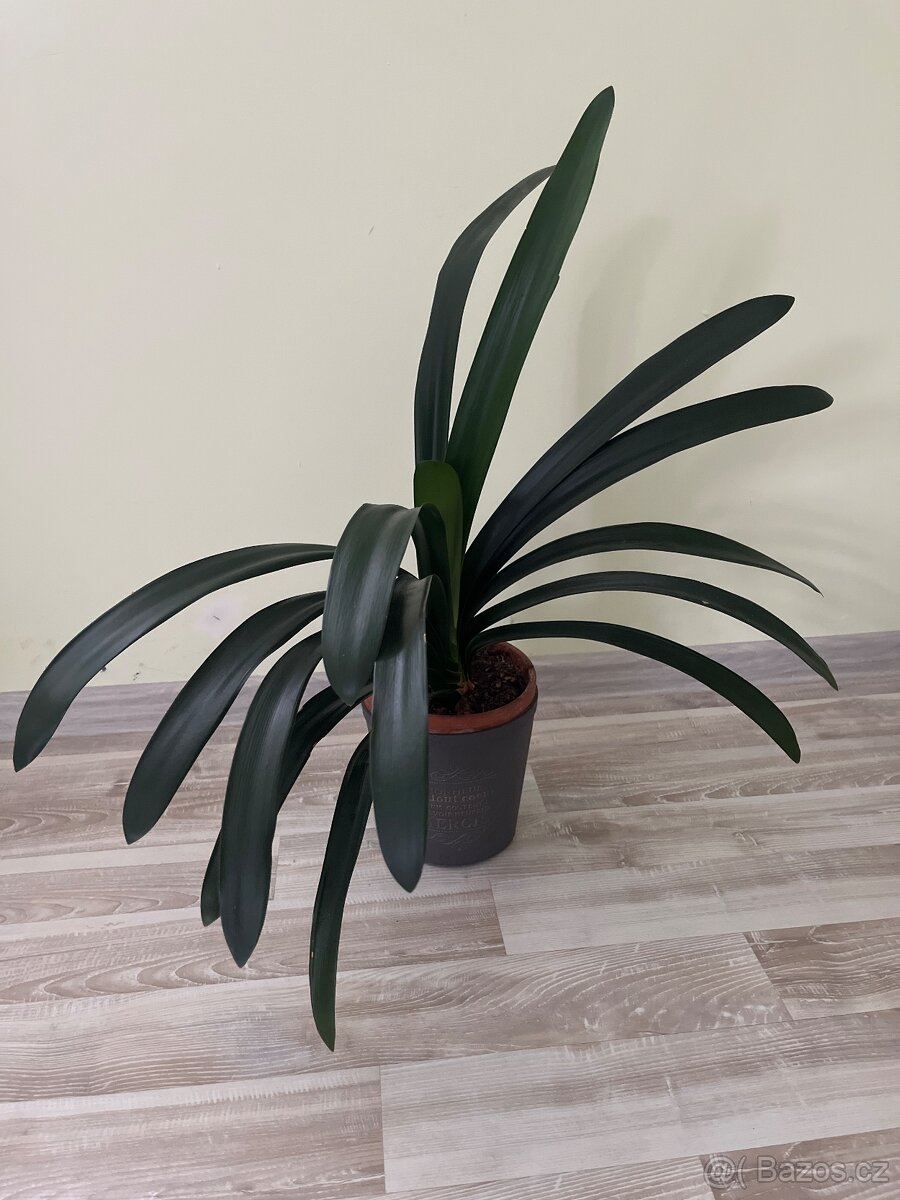 Pokojová rostlina- Klívie - 2