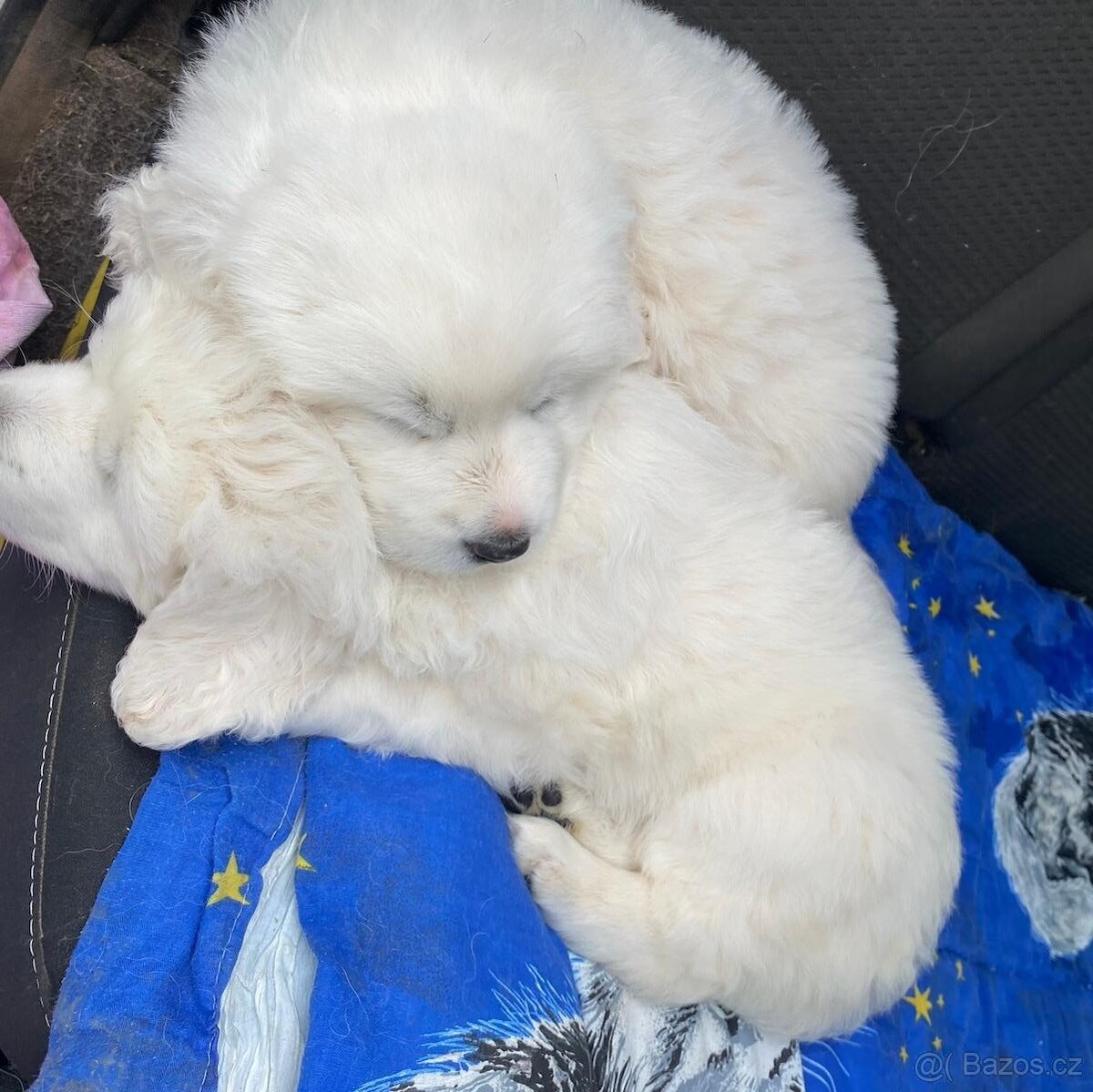 Slovenský čuvač - štěňata bez PP - 2