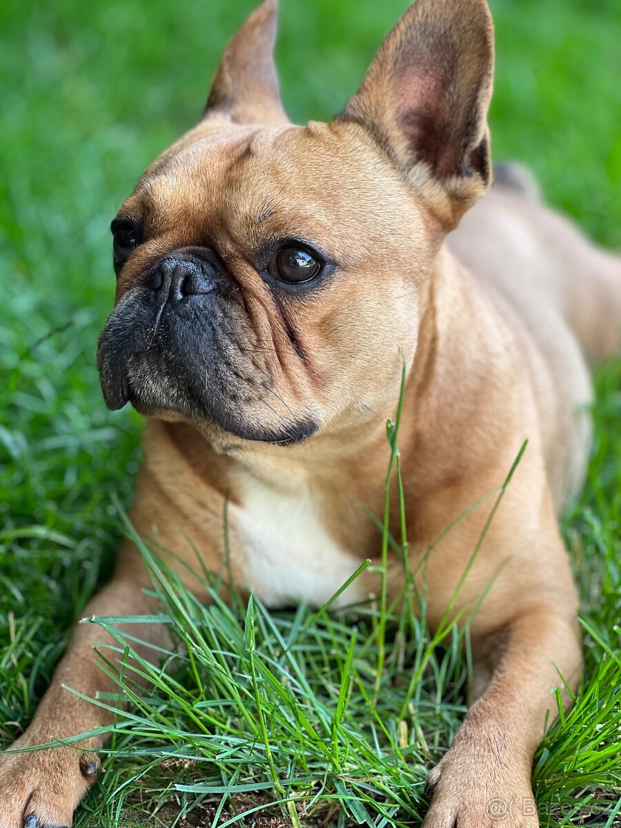 Francouzský buldoček -krytí - 2