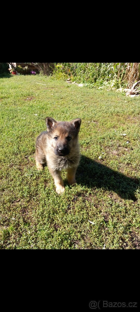 Německý ovčák - 2