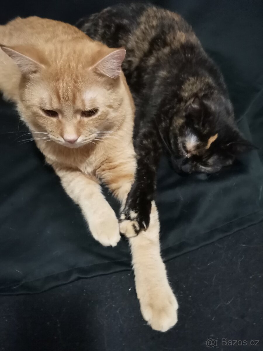 Daruji kočičáky - 2