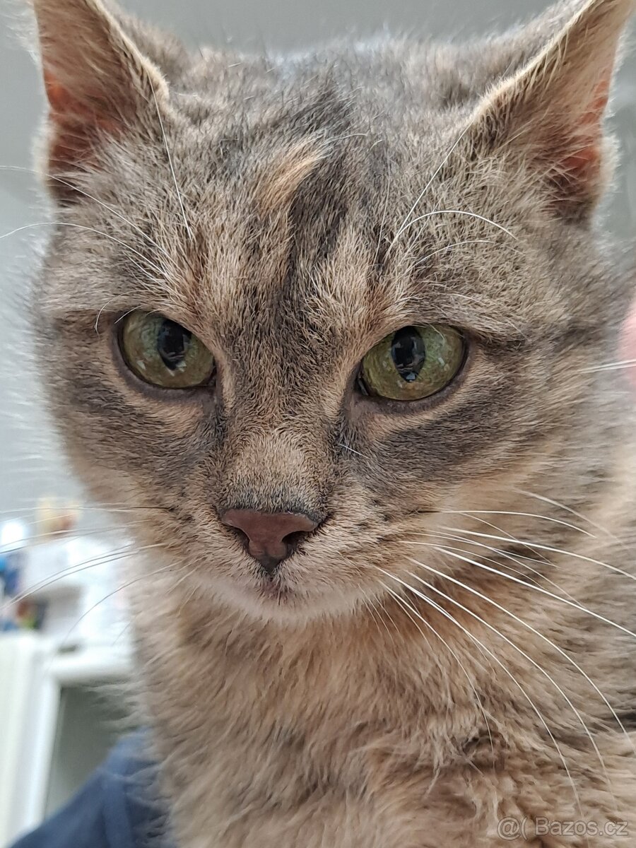 Daruji nalezenou kočku - 2