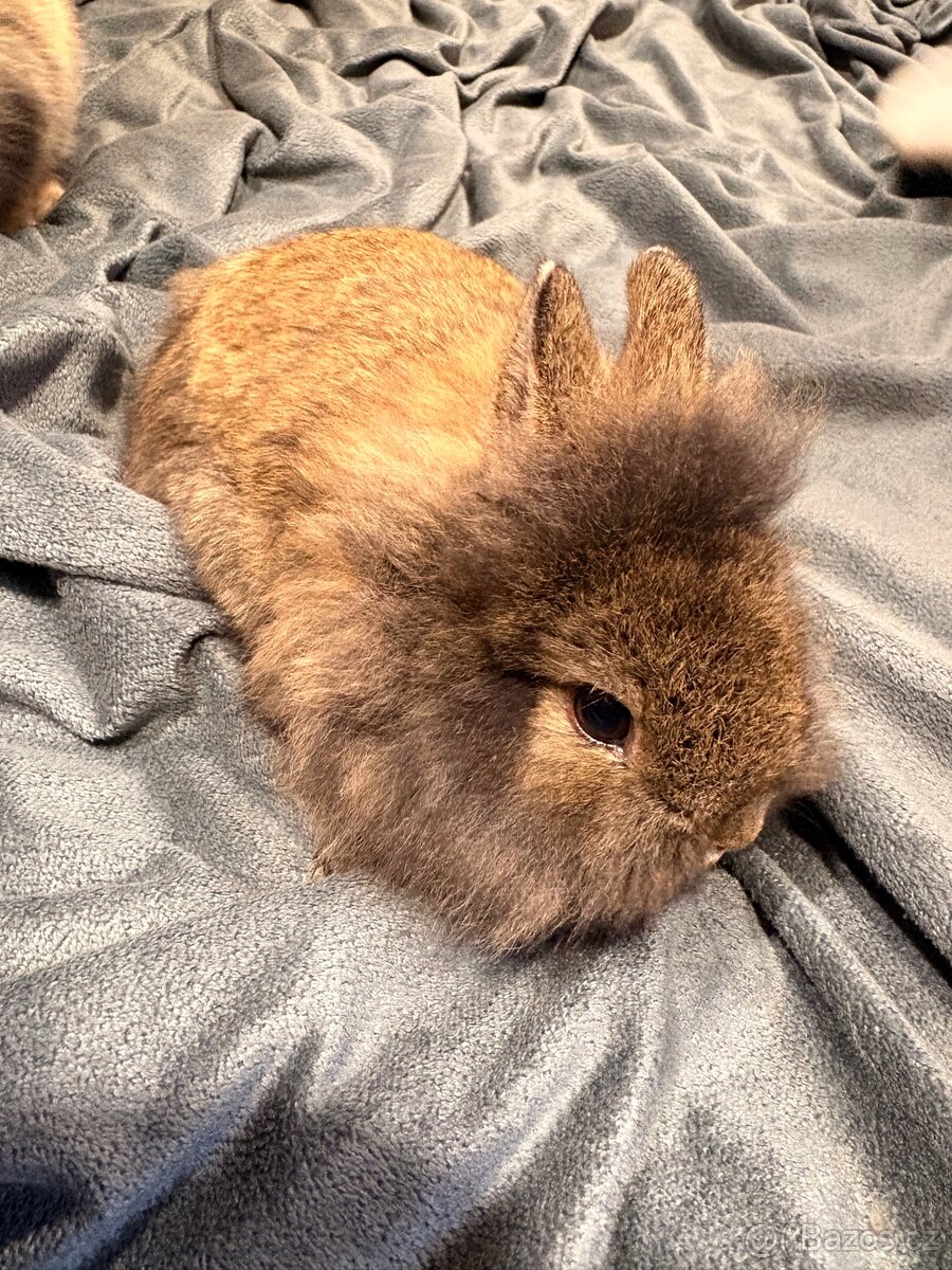 Zakrslý králíček - 2